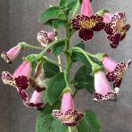 Özel Tür Vanilla Kohleria Japon Küpelisi Çiçeği Fidesi (Mini Pot)