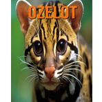 Ozelot: Lustige und faszinierende Fakten und Bilder über Ozelot