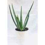Özen Çiçek Seramik Saksıda Topraklı Aloe Vera Çiçeği 40 Cm Aloevera Bitkisi