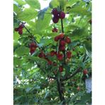 Ozozturk Kızılcık Fidanı 50-80 cm Tüplü
