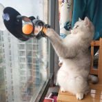 Öztekinler Zampa Iki Toplu Vantuzlu Kedi Oyun Tüneli