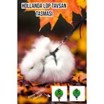 ozzipetshop Hollanda Cüce Tavşan Tasması 500-1750 gr - Ayarlanabilir, Boyun Tasması