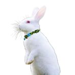 ozzipetshop Hollanda Lop Tavşanı Boyun Tasması 1 Adet