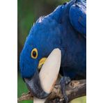 ozzipetshop Muhabbet Kusu Kalsiyum Tasi, Kalamar Kemigi + Tutturma Aparati