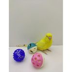 ozzipetshop Muhabbet Kusu Zilli Oyun Topu 4 Adet