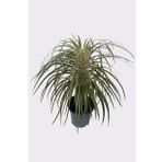 Pachypodium Geay 22 cm Saksıda Nadide Tür Tekli Özel Kaktüs