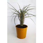Pachypodium Geay Nadide Tür Tekli Özel Kaktüs 20 cm Saksıda