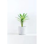 Pachypodium Lamerei - Madagaskar Palmiyesi Mini - Ev Ofis Salon Iç Mekan Bitkisi