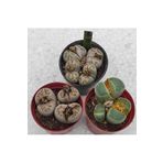 Pagoda Taş kaktüs set- 3 adet herbiri 5.5 cm saksı-lithops-ref 22F/A76