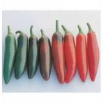 Paket Meksika Biberi Tohumu Acı Jalapeno 120 Tohum+