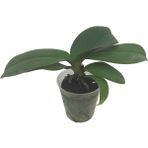 Palmiye Çiçeksiz Mini Orkide Fidesi (5,5 cm Saksıda)