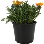 Palmiye Gazania - Koyungözü - Gazanya
