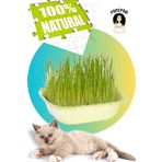 PAMEPAW %100 Doğal Fileli Kedi Çimi (Tüy Yumağı Önleyici)