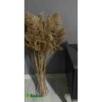 Pampas Natural Dekorasyon Süs Çiçeği 15 - Açık Kahverengi