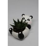 Panda Saksı + Canlı Sukulent Bitkili