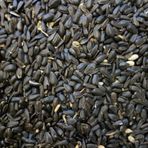 Papağan Çekirdek Küçük Taneli 1 KG Taze