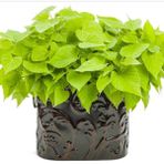 Papas Light Greentatlı Patates Fidesi 1 Adet