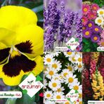 PAPATYA-MENEKŞE-ASLANAĞZI-LAVANTA-ASTER 5'Lİ ÇİÇEK TOHUM SETİ