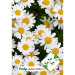 Papatya Tohumu 1 Paket 100 Adet Kır Papatyası Tohumu N111553