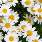 Papatya Tohumu Yerli Anthemis Nobilis L. 100 Adet
