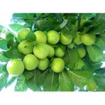 Papaz Erik Fidanı Aşılı - 2 Yaş Açık Köklü 80-100 Cm