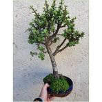 Para Ağacı Afra Bonsai Üretim Saksısında