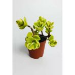 Para Ağacı Bereket Çiçeği Afra Variegata Özel Tür Sukulent Crassula Ovata Yeşil Sarı Yapraklı Bonsai