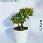 Para Ağacı Bereket, Iyi Şans Ve Para Çiçeği Crassula Ovata 0102