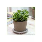 Para Ağacı Bereket, Iyi Şans Ve Para Çiçeği Crassula Ovata