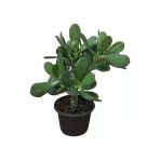 Para Ağacı Çiçeği ( Büyük Boy) Kaktüs Sukulent 10-20 Cm