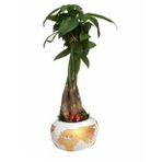 Para Ağacı Paçira Bitkisi Pachira Bonsai & Beyaz Büyük Dünyam Beton Saksıda Hediyelik Canlı Çiçek BALFLOWERDESİGN-3124