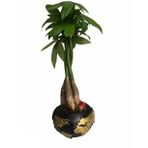 Para Ağacı Paçira Bitkisi Pachira Bonsai & Siyah Büyük Dünyam Beton Saksıda Hediyelik Canlı Çiçek BALFLOWERDESİGN-2008