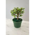 Para Bonsai Orta Boy Odunsu Gövde Afra Para Çiçeği 001Be