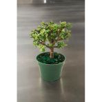 Para Bonsai Orta Boy Odunsu Gövde Afra Para Çiçeği