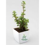 Para Çiçeği 1 Adet 8,5 Saksıda Dekoratif Canlı Bitki