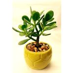 Para Çiçeği 15 20 Mini Cm Crassula Ovata Para Ağacı