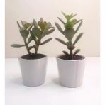 Para Çiçeği 2'Li Crassula Ovata Sukulent 10-20 Cm