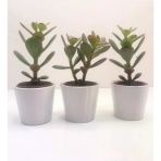 Para Çiçeği 3'Lü Crassula Ovata Fidanı 10-20 Cm