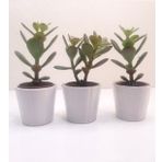 Para Çiçeği 3'lü Crassula Ovata Sukulent
