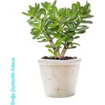 Para Çiçeği Bereket Ağacı Crassula Ovata