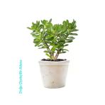Para Çiçeği Bereket Ağacı Crassula Ovatapara Çiçeği Bereket Ağacı Crassula Ovata