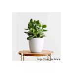 Para Çiçeği Bonsai Bereket Ağacı Crassula Ovata 01