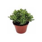 Para Çiçegi Bonsai Yeşim Bitkisi Para Ağacı Şans Bereket Bitkisi <20Cm 35 Cm >, BTS05032025BYB66