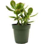Para Çiçeği Crassula Ovata Fidanı Saksılı 10-20 cm