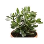Para Çiçeği Crassula Ovata Para Çiçeği Fidanı 10-20 Cm