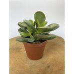Para Çiçeği Fidanı Sukulent 10-20 Cm