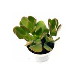 Para Çiçeği Fidesi Fidanı 10-20 Cm