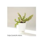 Para Çiçeği Özel Saksıda Afra Portulacaria