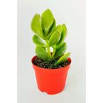 Para Çiçeği Para Ağacı Yeşim Bitkisi Büyük Boy Crassula Portulacea Bolluk Bereket Çiçeği
