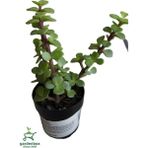 Para Yeşim Çiçeği 1 Adet Sukulent Dekoratif Bitki 10-15 cm(CRASSULA)